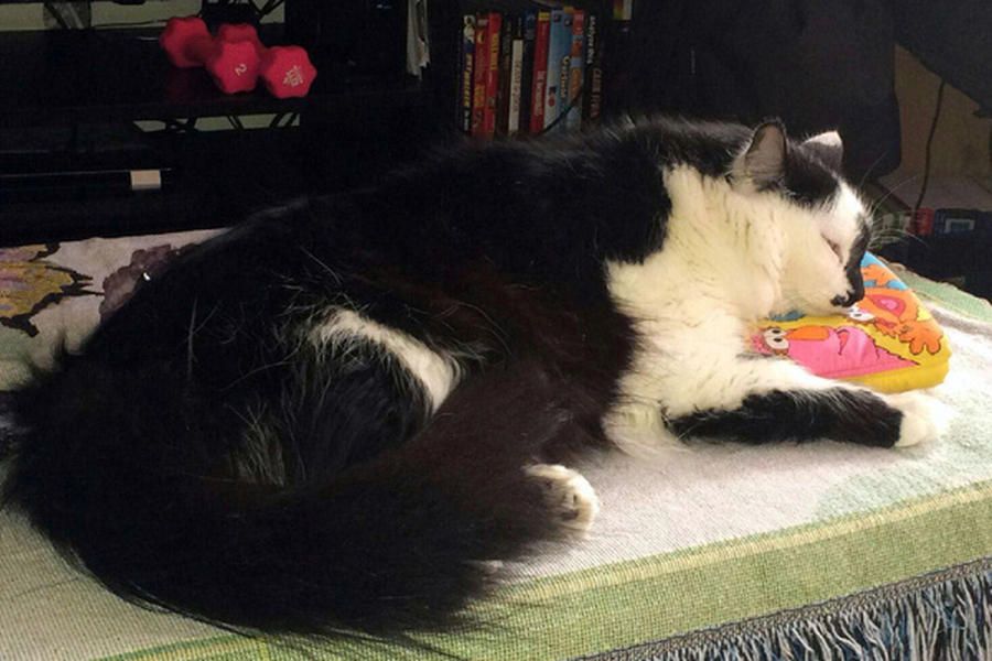 Cat's Giant Winter Coat Is Impossible to Resist - PetHelpful News