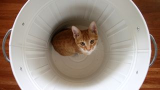 Ginger kitten in white garbage can