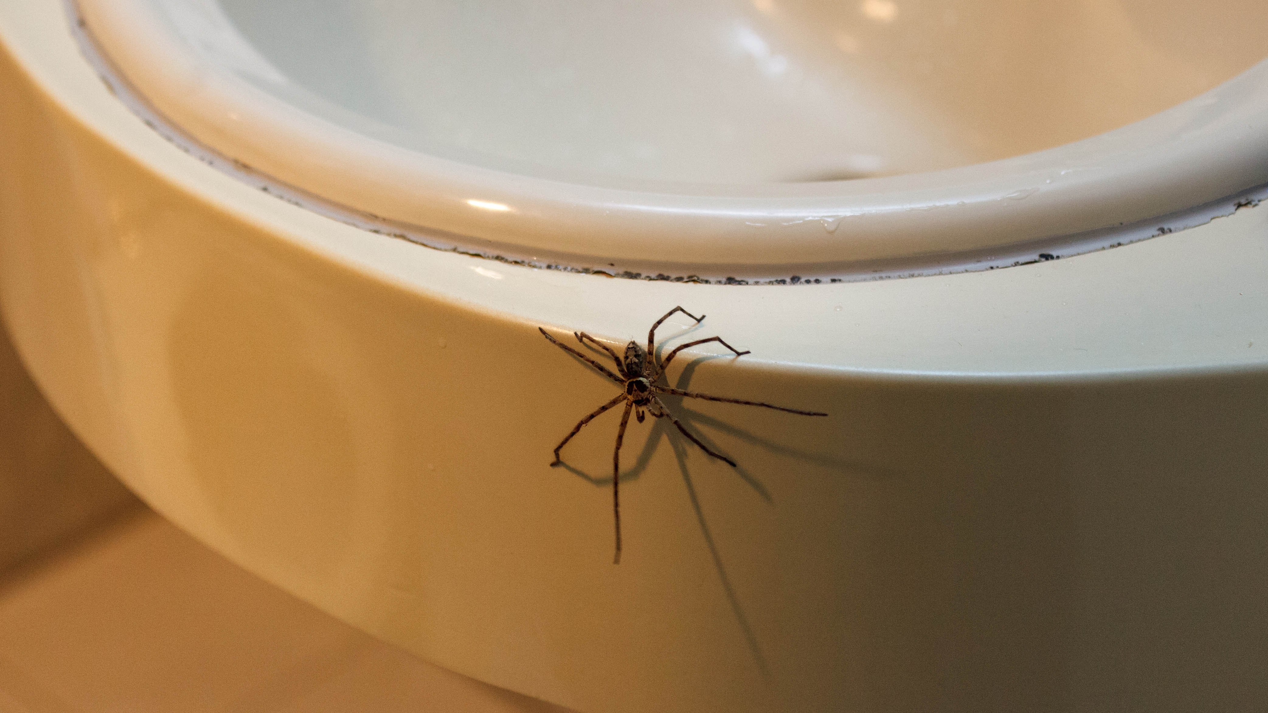 Spider on edge of white sink