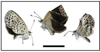 Butterflies from Fukushima, Iwaki and Takahagi showed wing size and shape deformations, including, respectively, a right hindwing that was much smaller than the left hindwing, folded wings, and rumpled wings (right image).