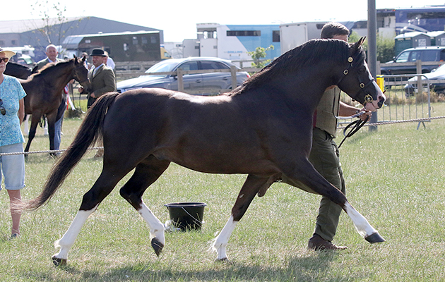 The Showing Register show 2018