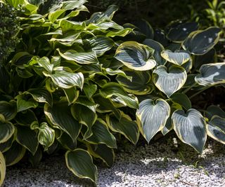 Hosta Big daddy plant with flowers growing in the garden