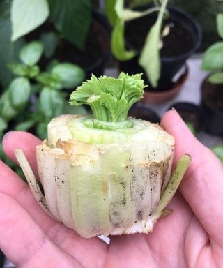 Regrowing celery from scraps