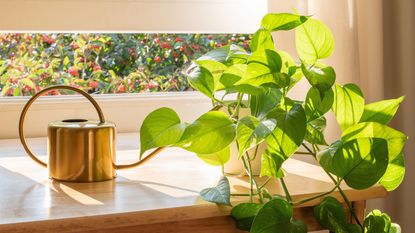 Indoor Golden pothos houseplant next to a watering can in a beautifully designed home interior