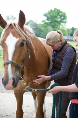 Stock shoot at the Butler's yard
