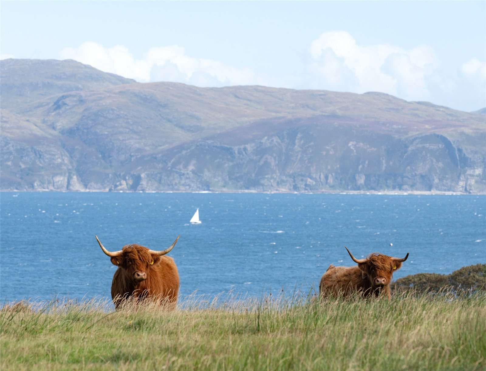 Some highland cows