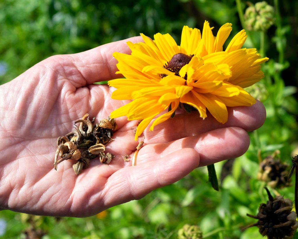 Collecting seeds from flowers how and when to do it Gardeningetc