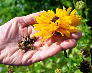 woman collecting seeds from rudbeckia in late summer