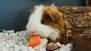 Guinea pig eating carrot