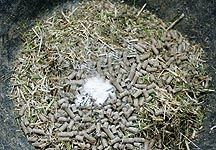 bute-feed.jpg