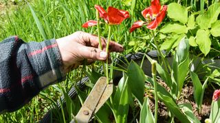 Pruning a red tulip