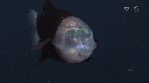 a short video clip showing a deep sea barreleye fish