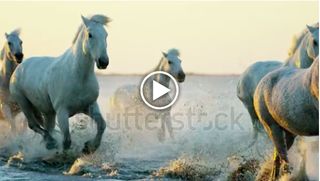 White horses running through surf