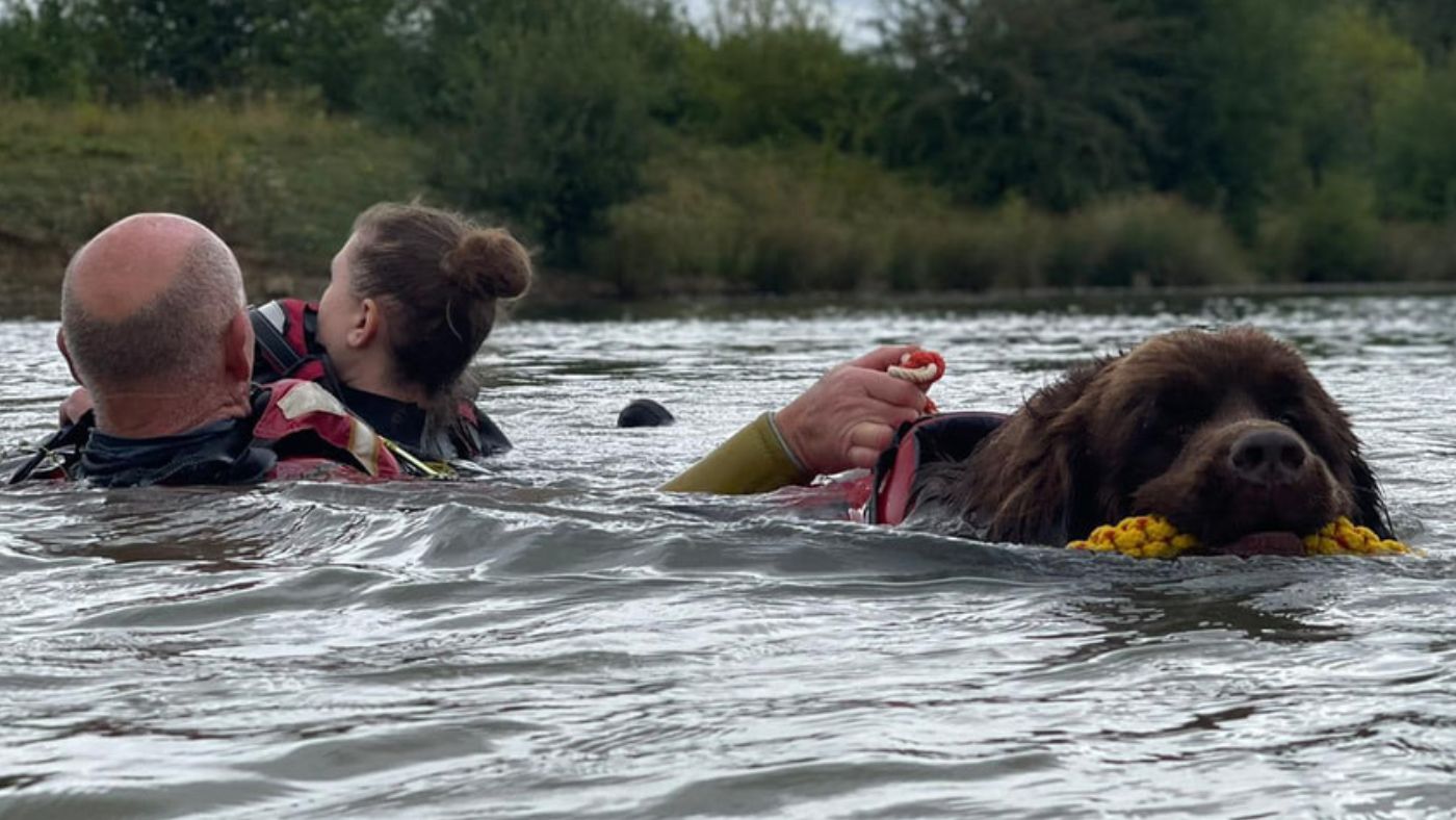 Life jacket store for newfoundland dog