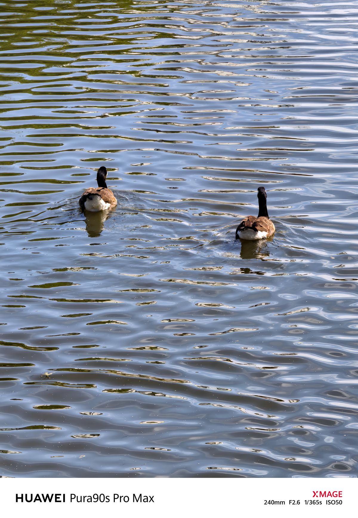 Two Canada geese swimming away across sunlit, rippling water.