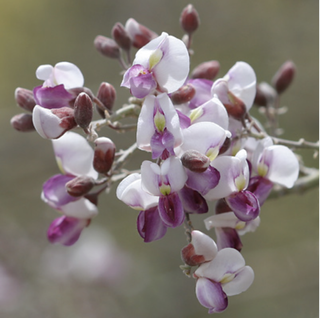 pink flower on ironwood tree