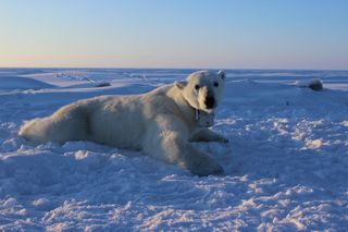 Here, an adult female polar bear rests on the Arctic sea ice. Her onboard GPS satellite video-camera collar allowed researchers to follow her for up to 12 days.