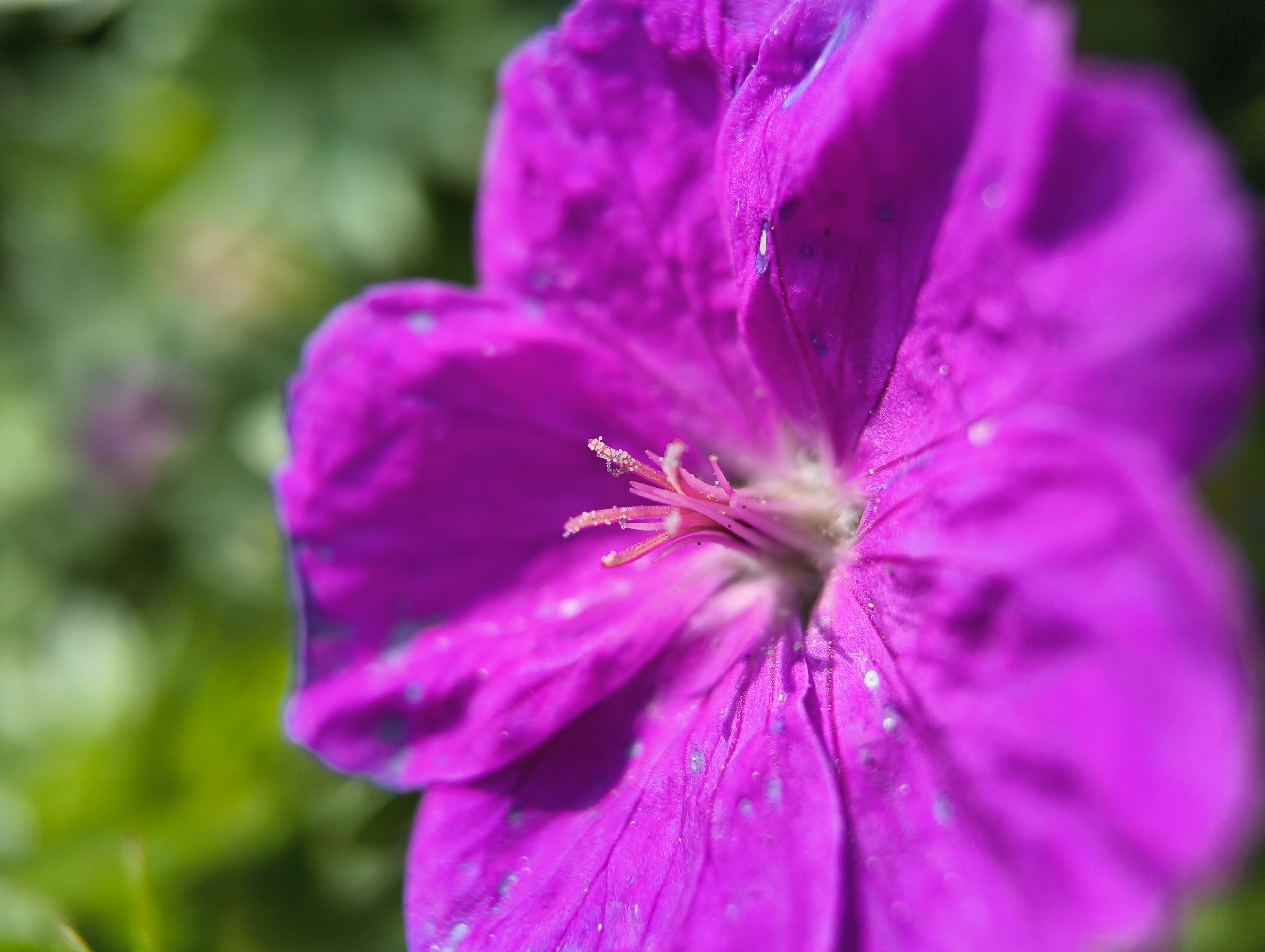Close up of a pink flower
