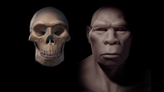 Depiction of a Homo Erectus next to a Homo Erectus skull for comparison. Homo Erectus is an extinct genus of hominids and ancestor to Homo Sapiens.