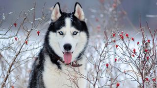 Portrait of a Siberian Husky outside with snow and red berries in the background