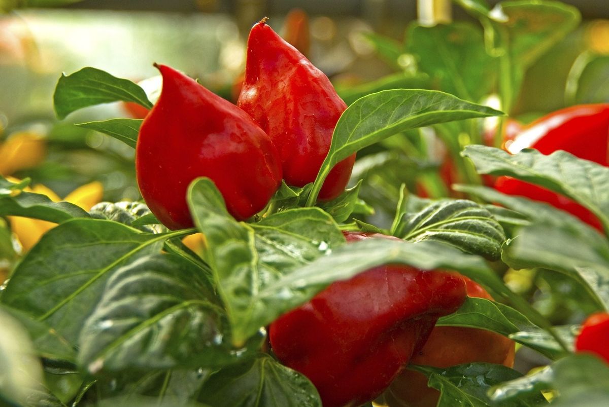 Caring For Pimento Plants How To Grow Pimento Pepper Plants Gardening Know How