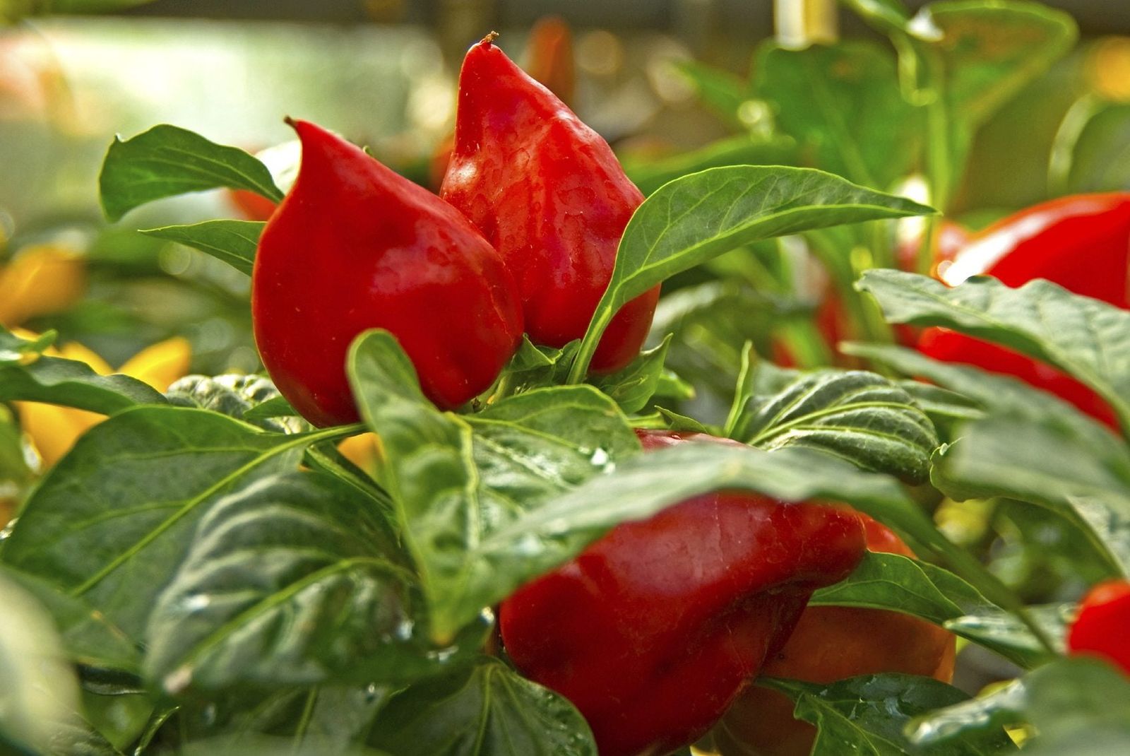 Caring For Pimento Plants How To Grow Pimento Pepper Plants