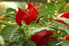 Red Pimento Sweet Pepper Plant