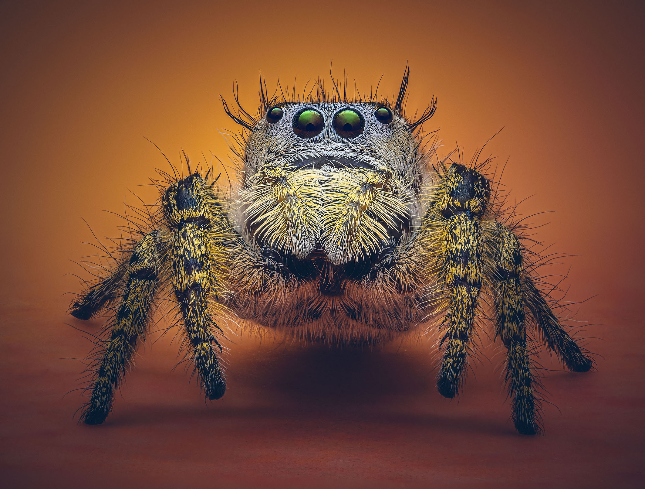 Close-up of a furry spider with striking green eyes and yellow-black striped legs, set against a warm orange background