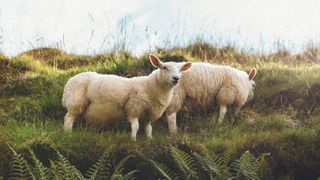 Two sheep with thick wool coats stand on a grass hill grazing