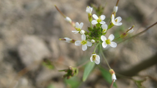 Thale cress is a "model organism" for studying genetic mutations because of its small genome and short lifespan.