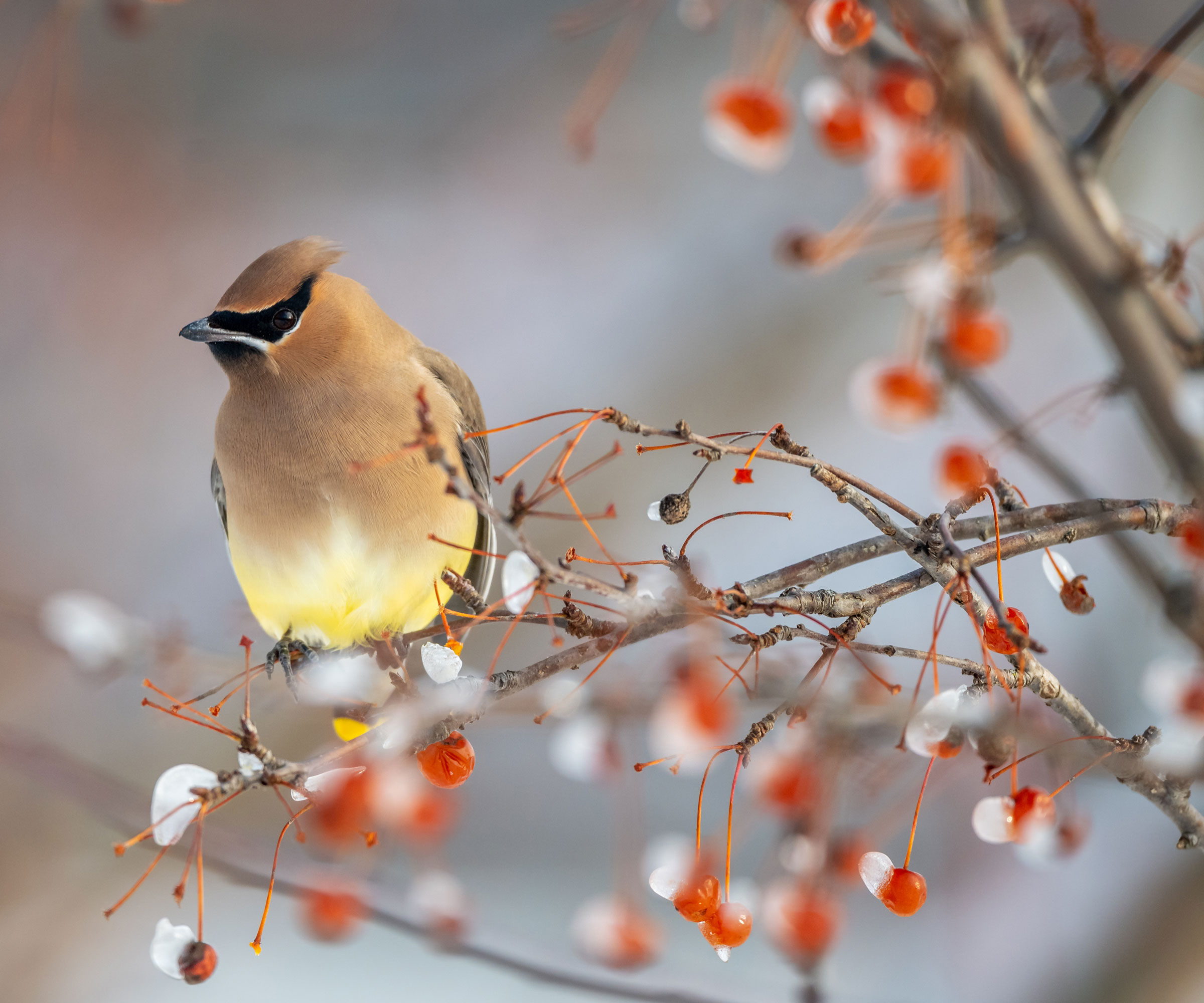 cedar waxwing in tree with berries in winter