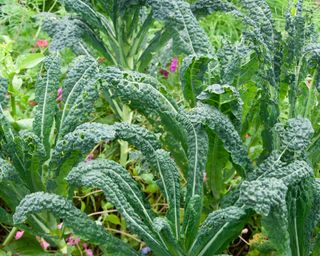 Kale growing in the garden