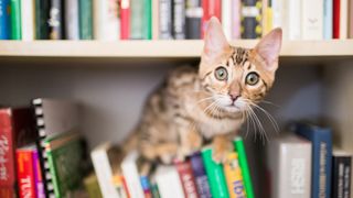 A Bengal cat, one of the most playful cat breeds, peeking out of a library book shelf