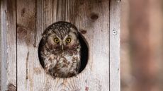 small owl in nest box