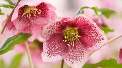 Close up of two pink speckled hellebore flowers 