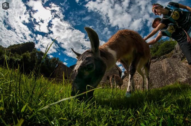 We got to pet a llama at Machu Picchu. Or maybe it was an alpaca...