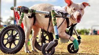 Retired deputy donates wheelchairs to help special needs animals