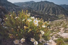 ringing the Mediterranean into your Garden: how to capture the natural beauty of the garrigue