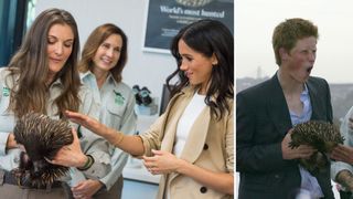 Meghan Markle and Prince Harry meeting an Echidna