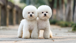 Two Bichon Frise dogs standing side by side outside
