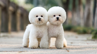 Two Bichon Frise dogs, standing side by side outside