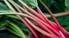 Homegrown pink harvested rhubarb stems
