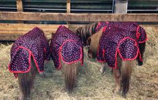 Shetlands-rugs.jpg