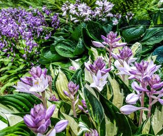 Hostas care and growing guide: tips for these foliage plants