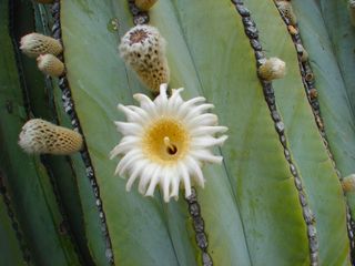 Cardon cactus - Unique creations
