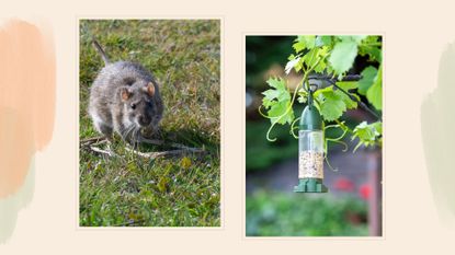 composite of rat in garden and bird feeder hung up