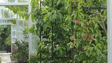 An apricot tree laden with fruit growing inside a Victorian greenhouse at Clovelly Court