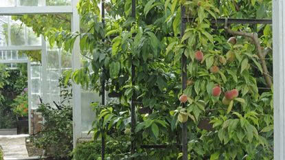 An apricot tree laden with fruit growing inside a Victorian greenhouse at Clovelly Court