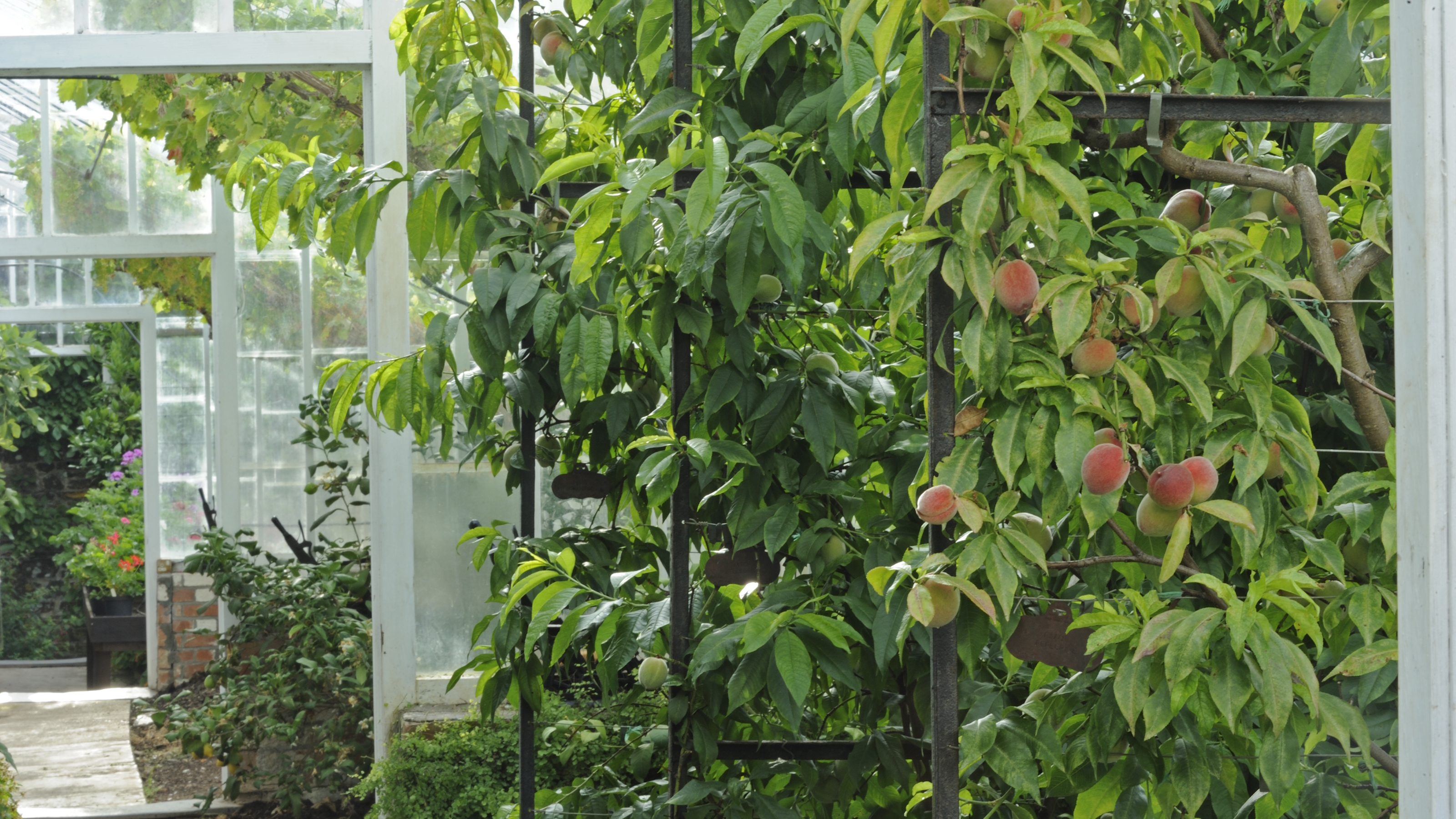 An apricot tree laden with fruit growing inside a Victorian greenhouse at Clovelly Court