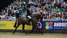 Statement-Intermediate-Show-Riding-Type-of-the-Year-2024.jpg